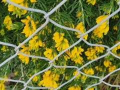 Genista linifolia