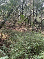 Calycanthus occidentalis