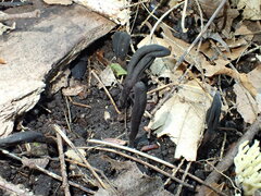 Geoglossum umbratile