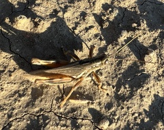 Melanoplus packardii