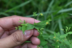 Hypericum mutilum
