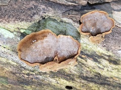 Mensularia radiata