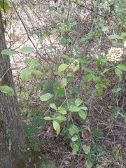 Viburnum nudum