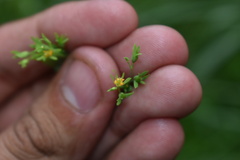 Hypericum mutilum