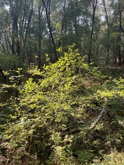 Corylus cornuta