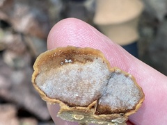 Mensularia radiata
