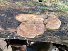 Mensularia radiata