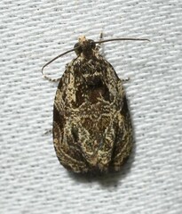 Olethreutes furfuranum