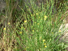 Hypericum gentianoides