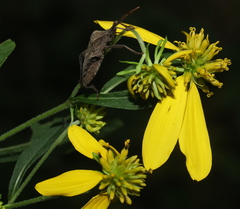 Piezogaster calcarator