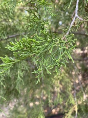 Juniperus ashei