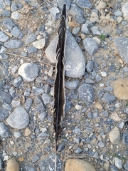 Geococcyx californianus