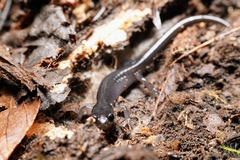 Plethodon metcalfi