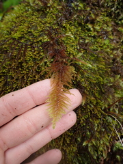 Kindbergia oregana