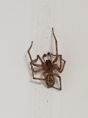 Amaurobius