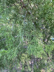 Juniperus ashei
