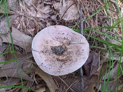 Lactarius argillaceifolius