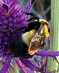 Bombus fraternus