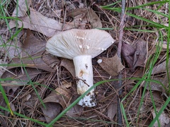Lactarius argillaceifolius