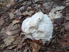 Hypomyces chlorinus