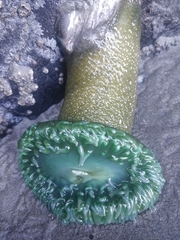 Anthopleura xanthogrammica