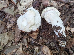 Hypomyces chlorinus