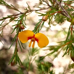 Dillwynia tenuifolia