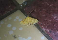 Cnaphalocrocis pauperalis