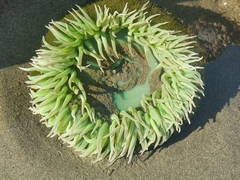 Anthopleura xanthogrammica