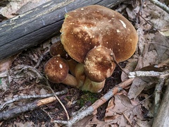 Xanthoconium affine maculosus