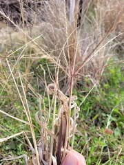 Enteropogon ramosus