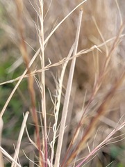 Enteropogon ramosus