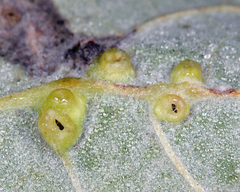 Harmandiola