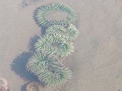 Anthopleura xanthogrammica