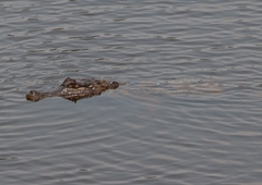 Caiman crocodilus