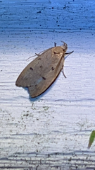 Machimia tentoriferella