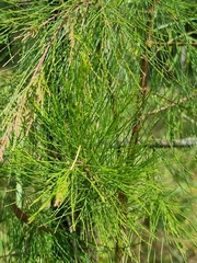 Casuarinaceae