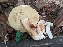 Xanthoconium affine maculosus