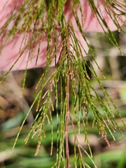 Casuarinaceae