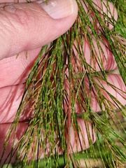 Casuarinaceae