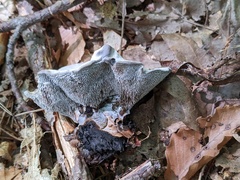 Phellodon niger alboniger