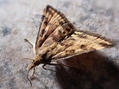 Pyrausta