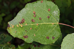 Harmandiola