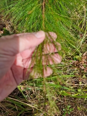 Casuarinaceae