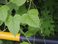 Passiflora vesicaria