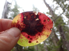 Cameraria gaultheriella