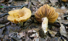 Russula earlei