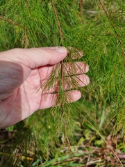 Casuarinaceae