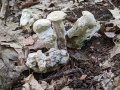 Hypomyces chlorinus