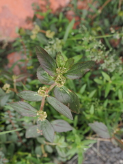 Euphorbia hirta